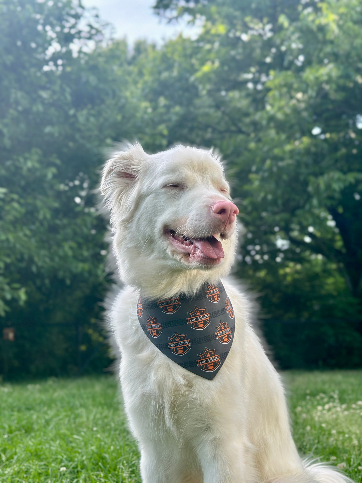 White dog with a motorcycle bandana sitting on grass with trees in the background