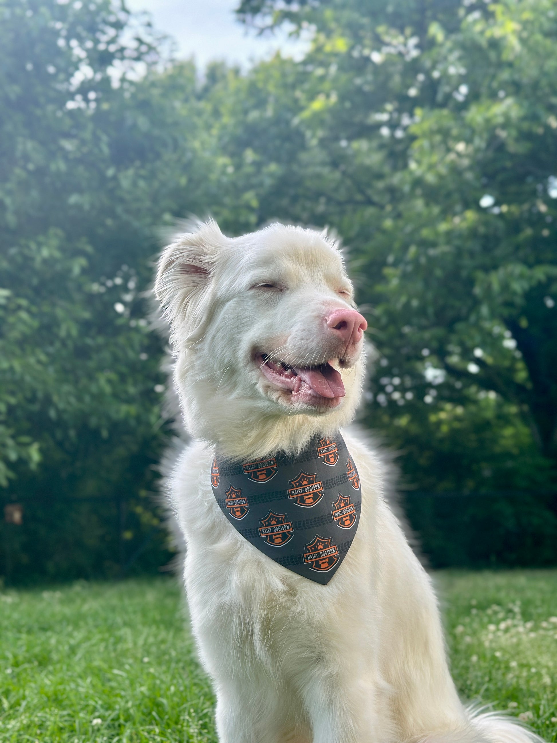 White dog with a motorcycle bandana sitting on grass with trees in the background