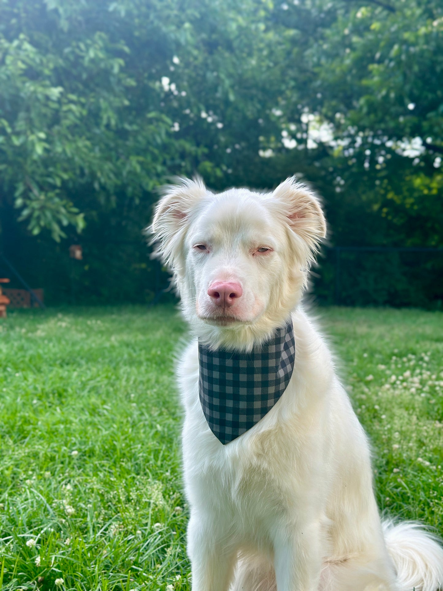 White dog with a checkered bandana sitting on grass with trees in the background