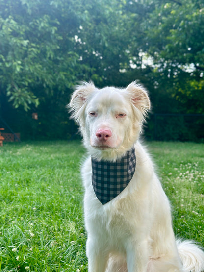 White dog with a checkered bandana sitting on grass with trees in the background