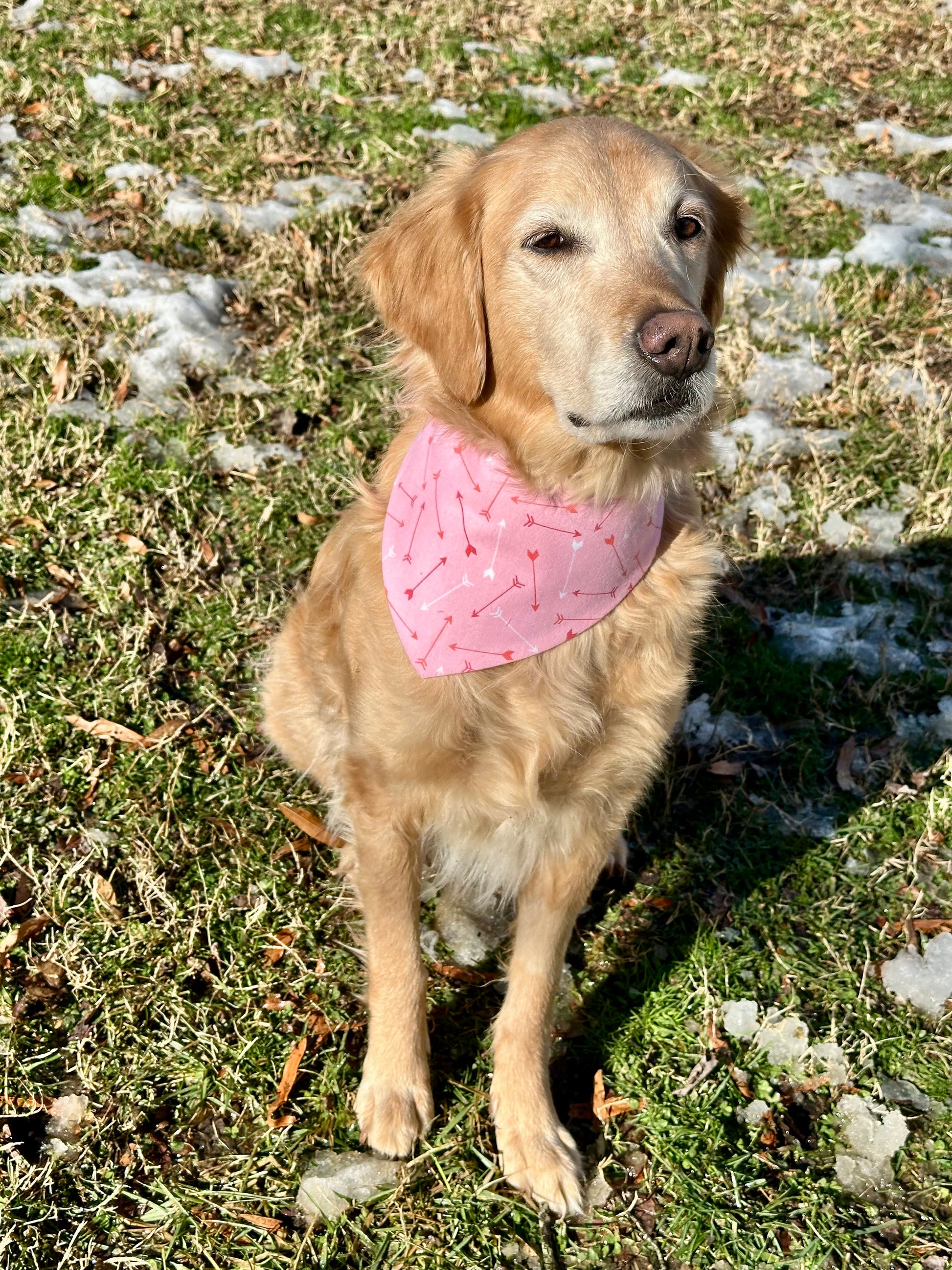 Golden Retriever wearing a pink bandana with arrows while sitting in the grass. 