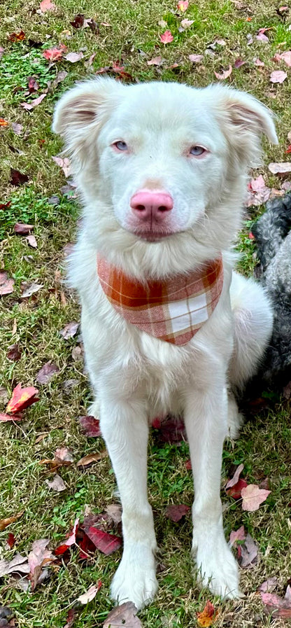 Pumpkin Spice and Everything Nice