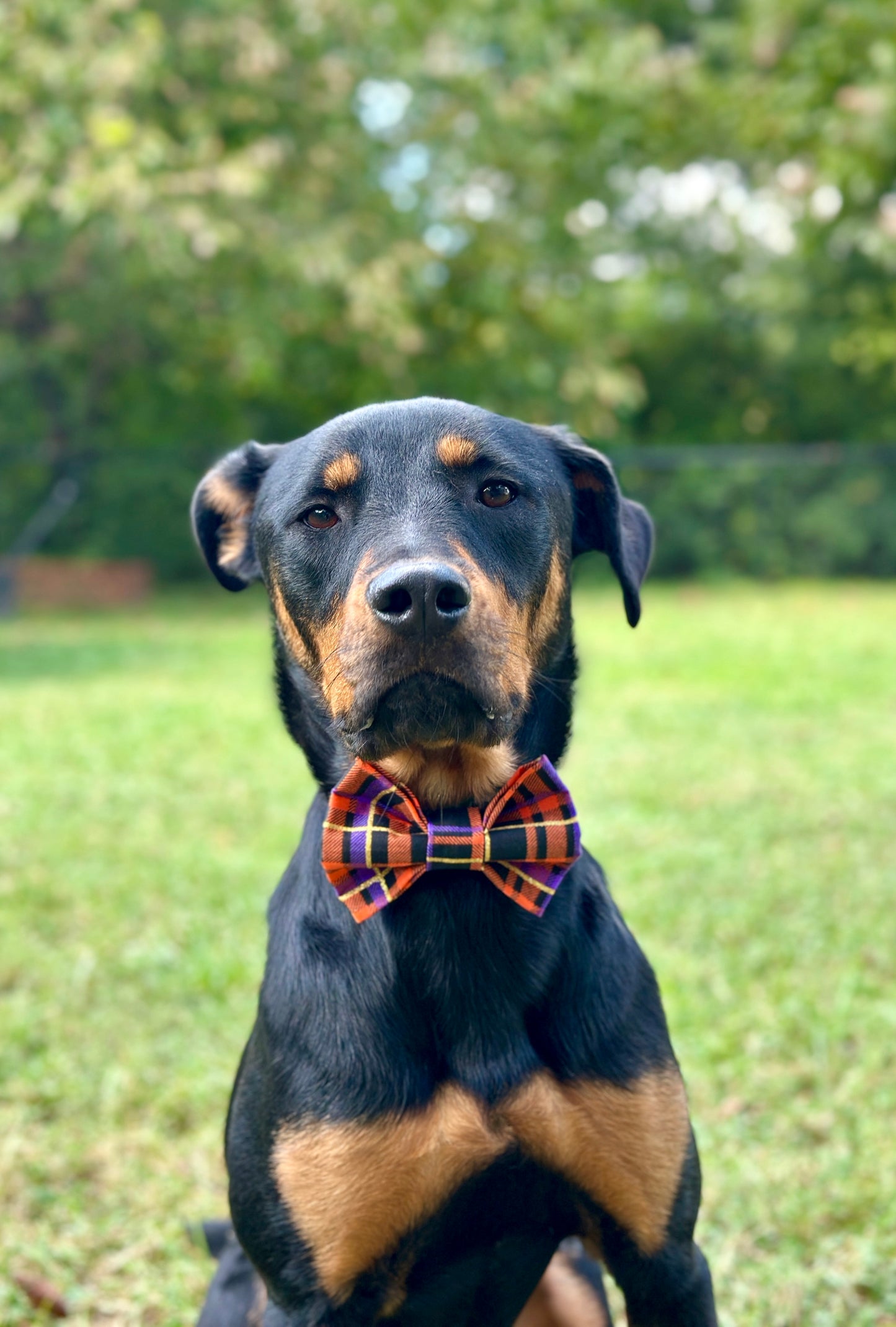 Potion Plaid Slip-on Bow Tie