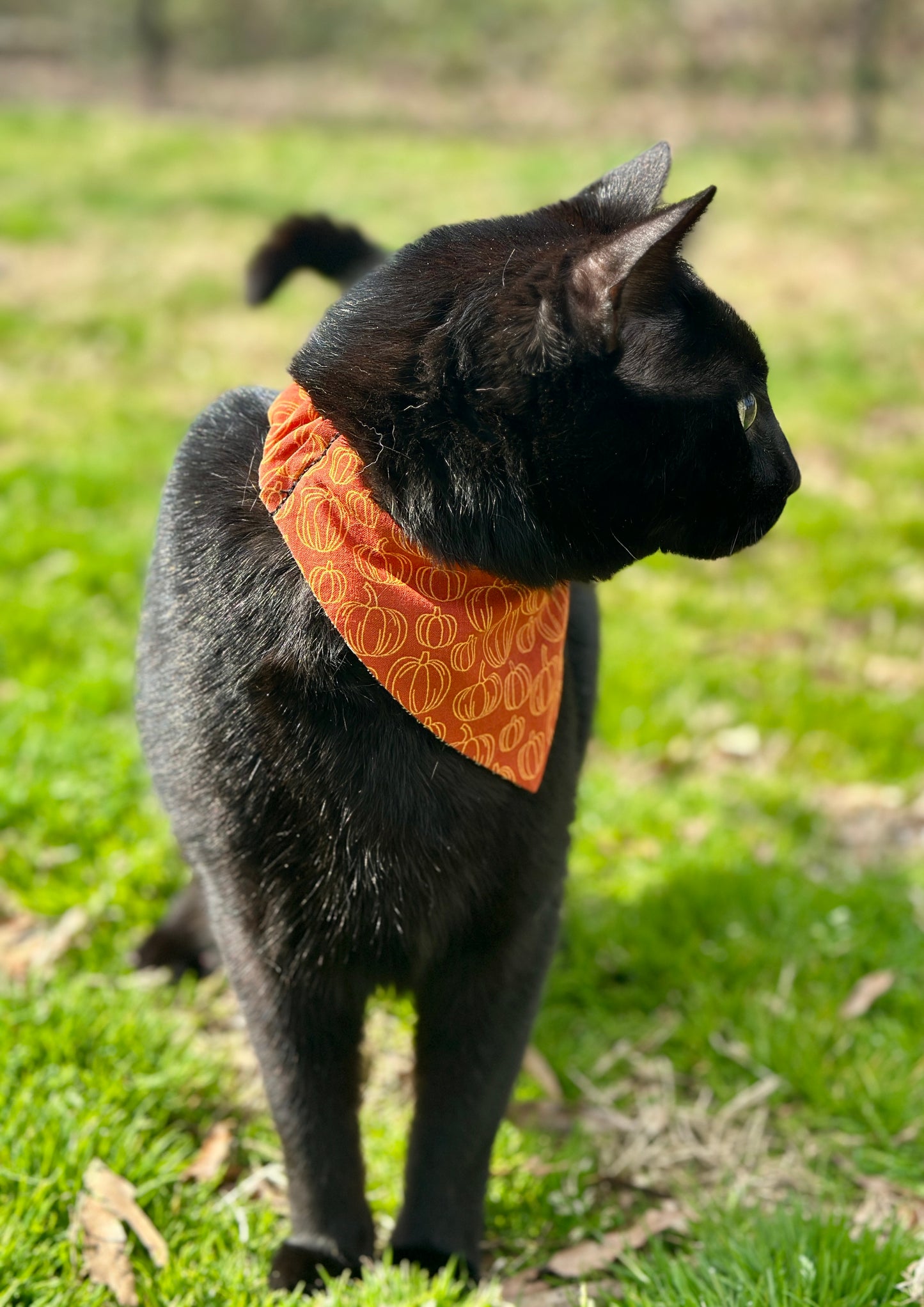 Pumpkin Patch- Reversible