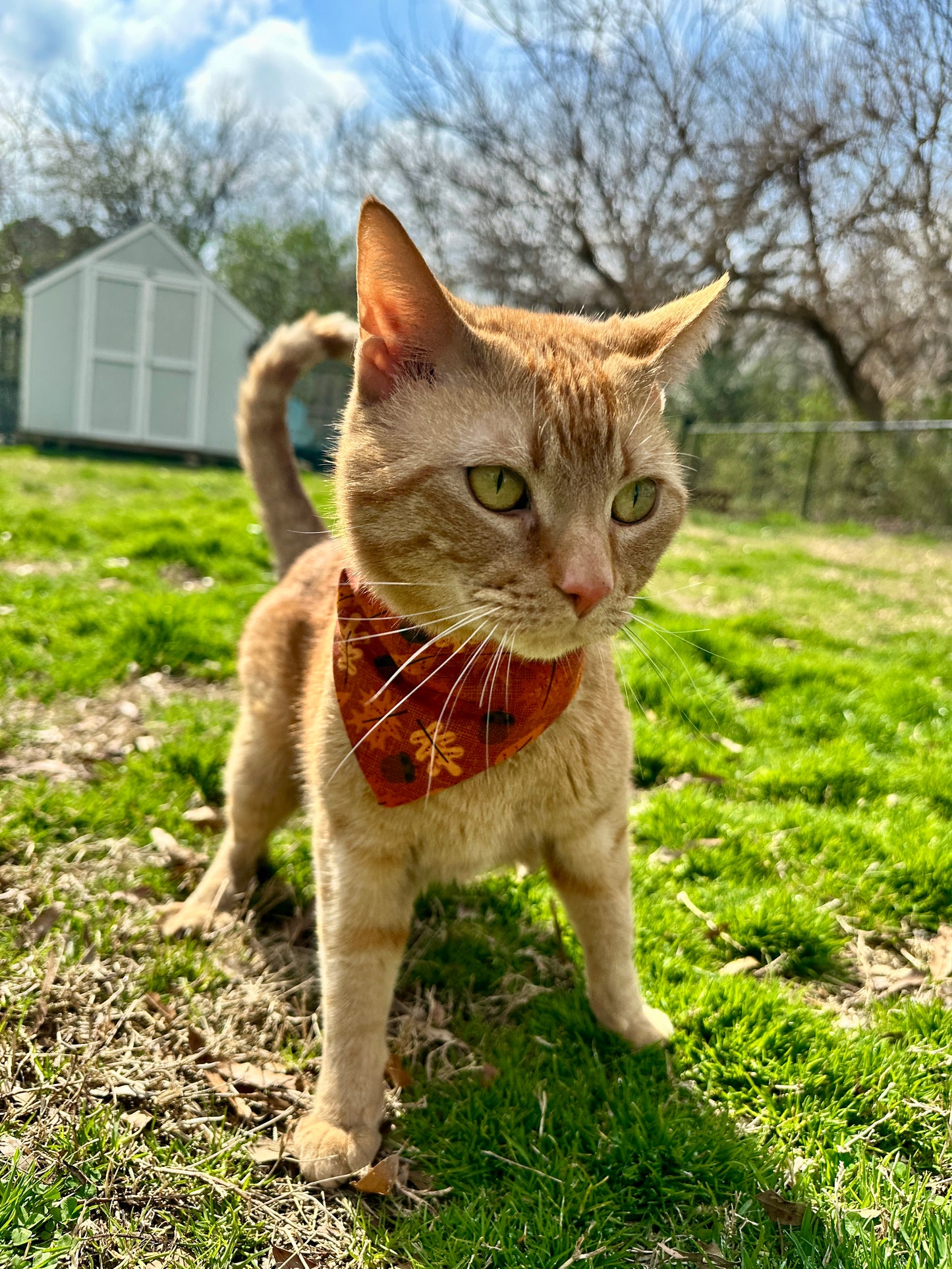 Autumn Wonders