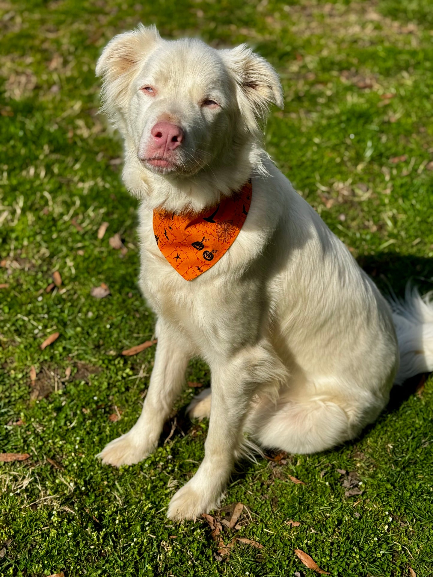 Howl-O-Ween Havoc