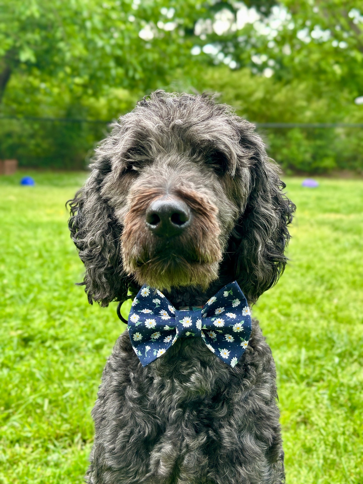 Navy Daze Slip-on Bow Tie