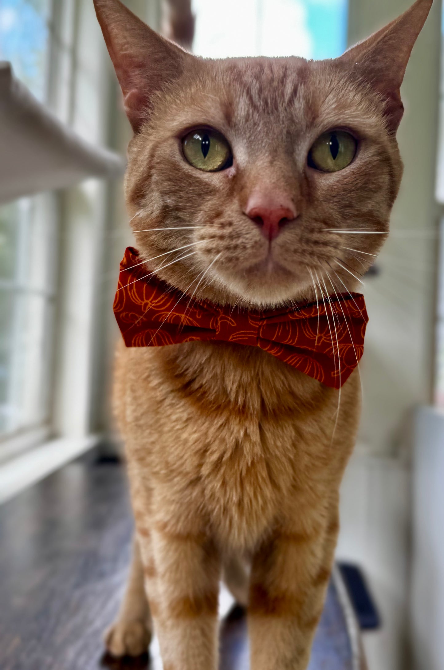 Pumpkin Patch Slip-on Bow Tie