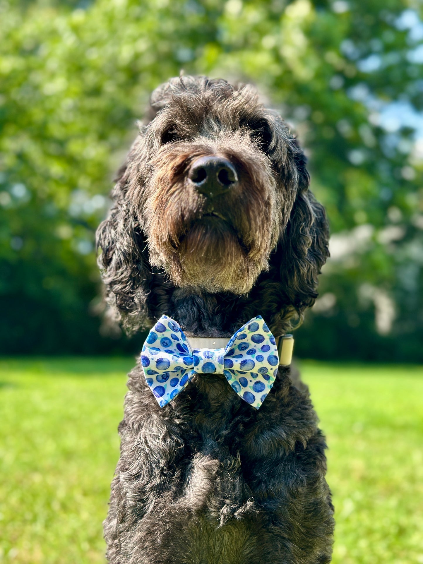 Watercolor Blueberry Slip-on Bow Tie