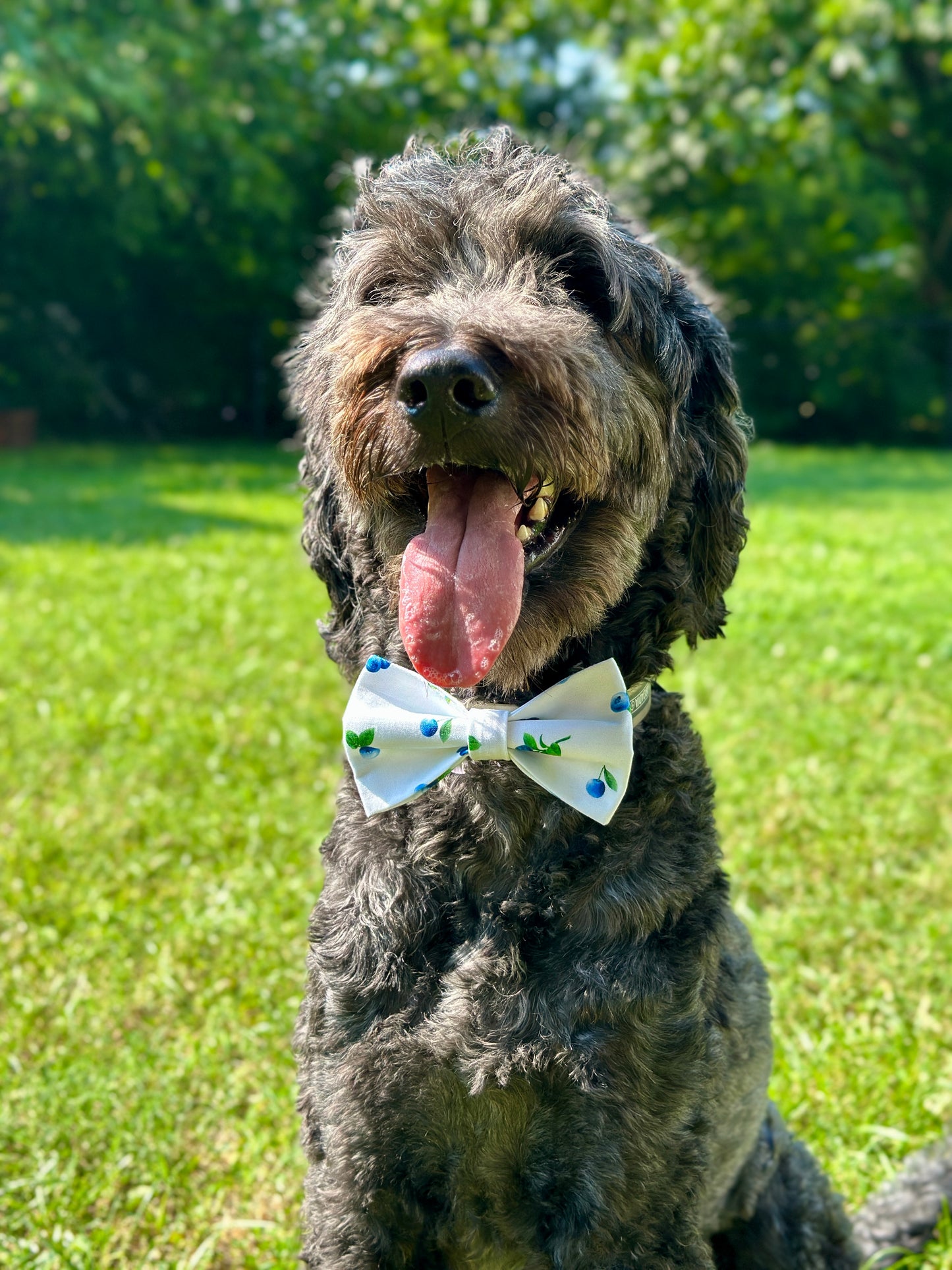 Field of Blueberries Slip-On Bow Tie