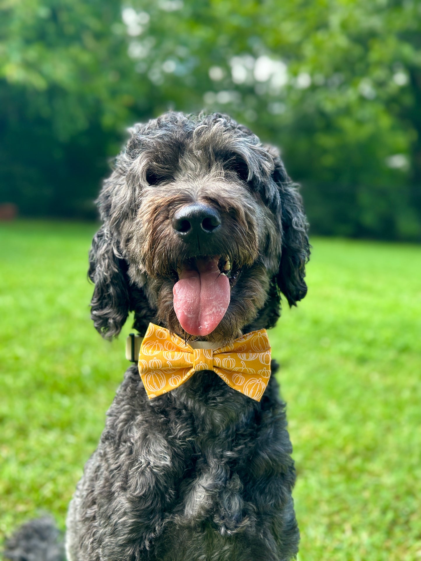 Boo-tiful Harvest Slip-on Bow Tie