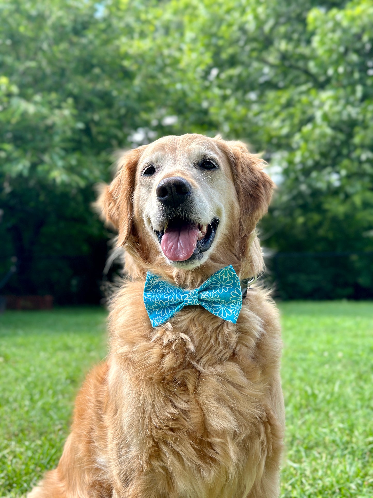Vibrant Blue Daisy Clip-on Bow Tie