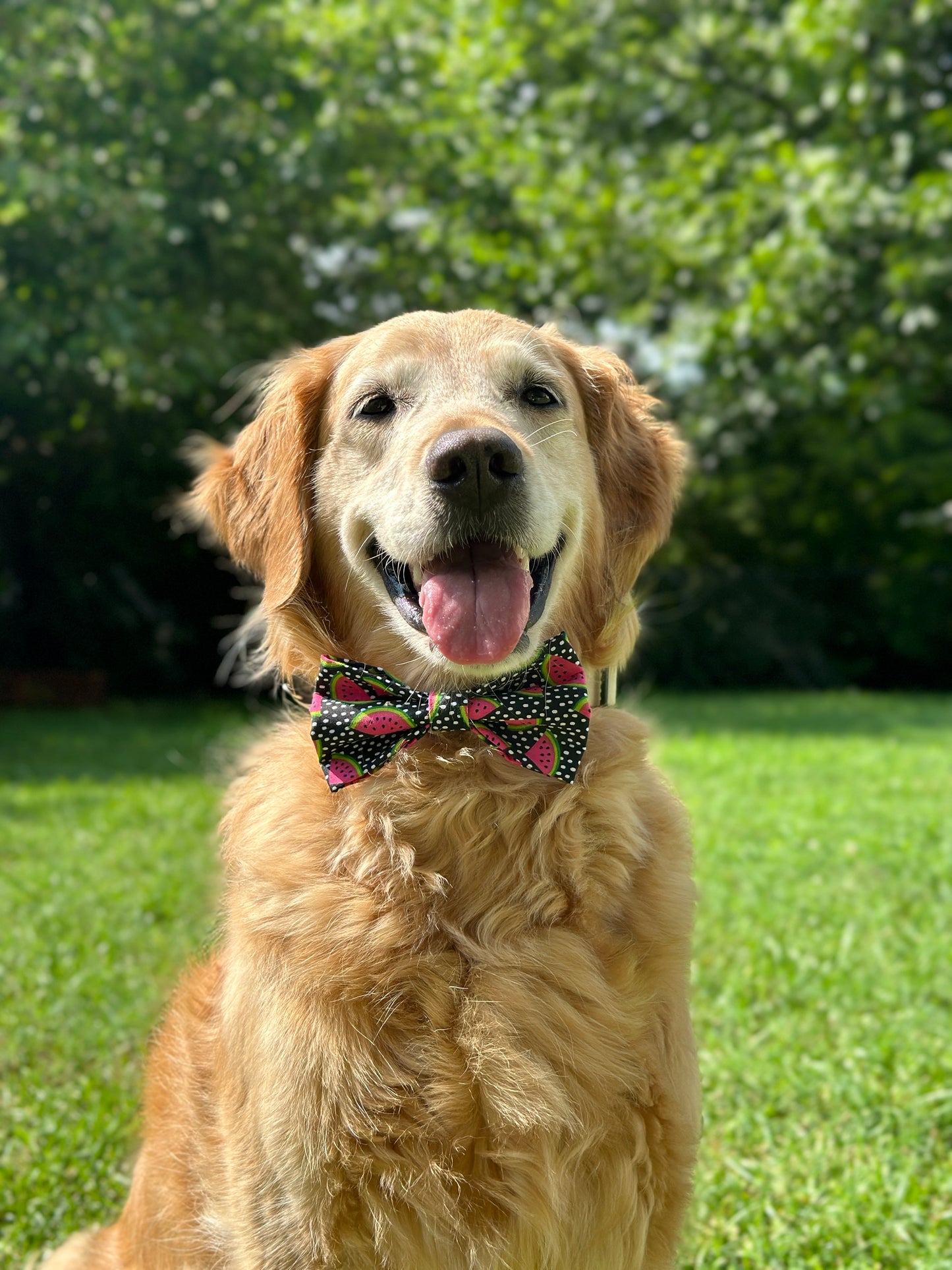 Juicy Watermelon Slip-on Bow Tie