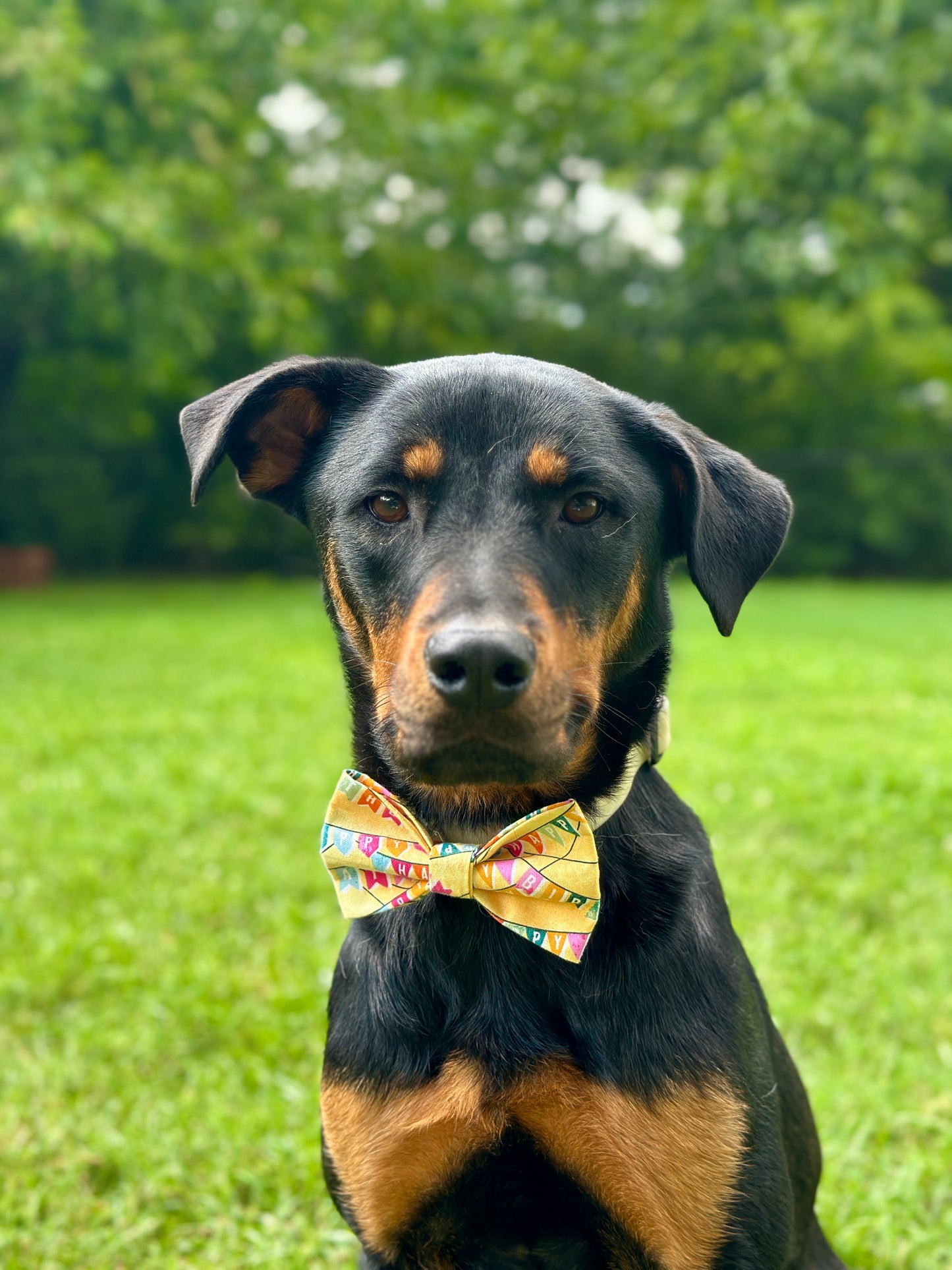 Paw-ty Time Slip-on Bow Tie