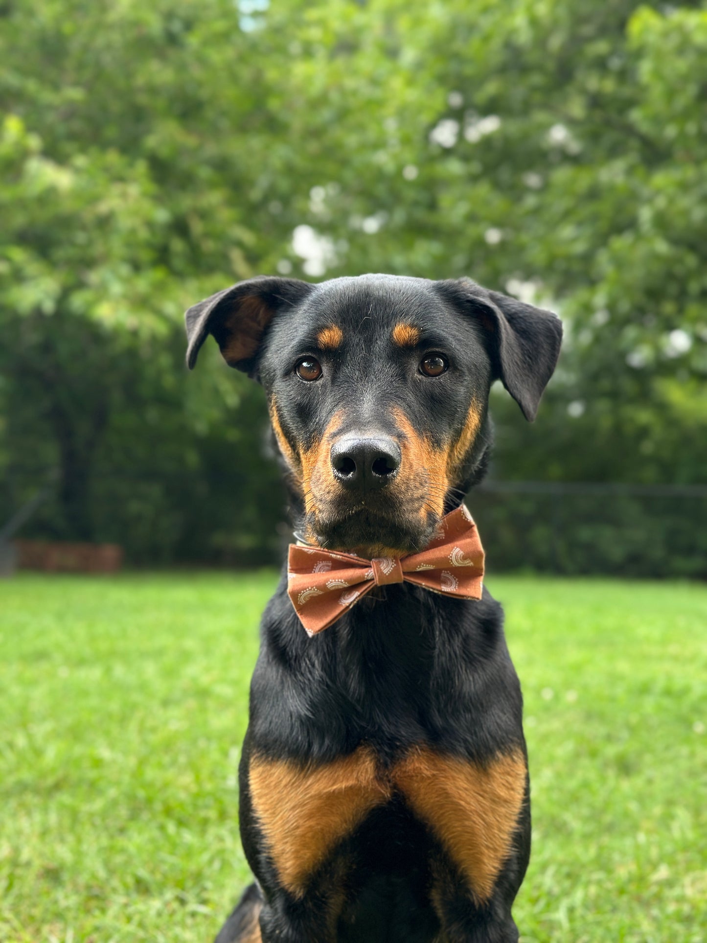 Dark Boho Rainbow Slip-on Bow Tie