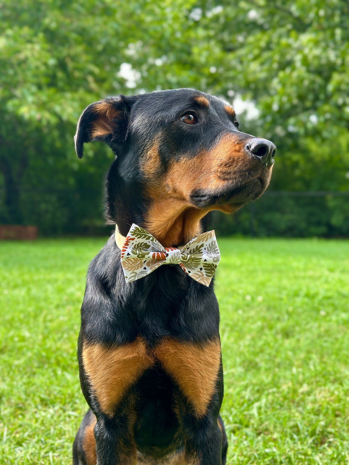 Out of the Jungle Leaves Slip-on Bow Tie