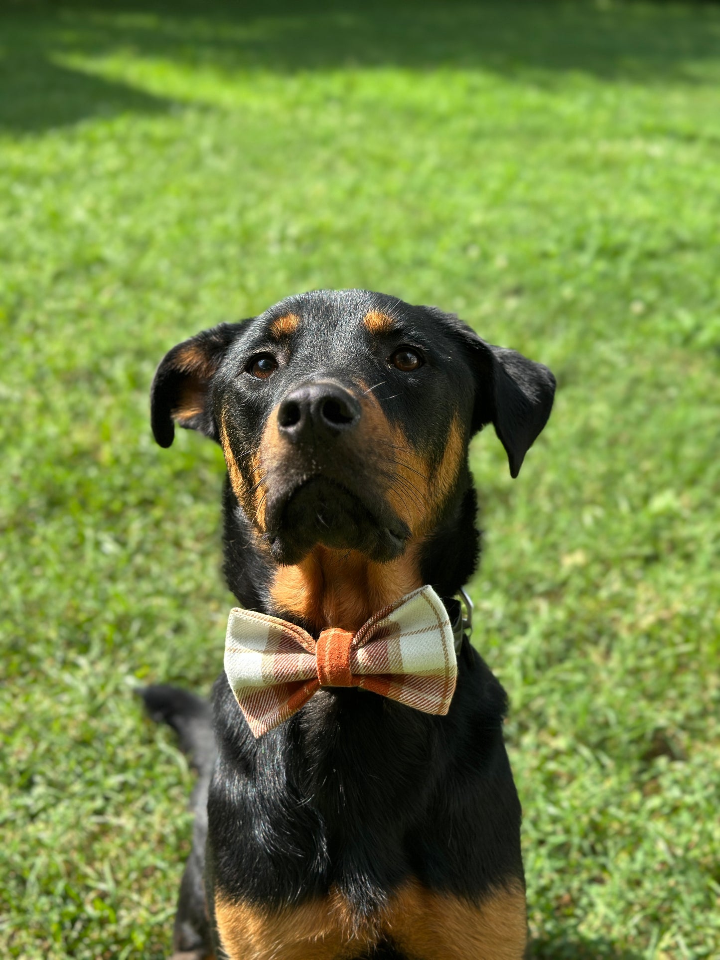 Pumpkin Spice Slip-on Bow Tie
