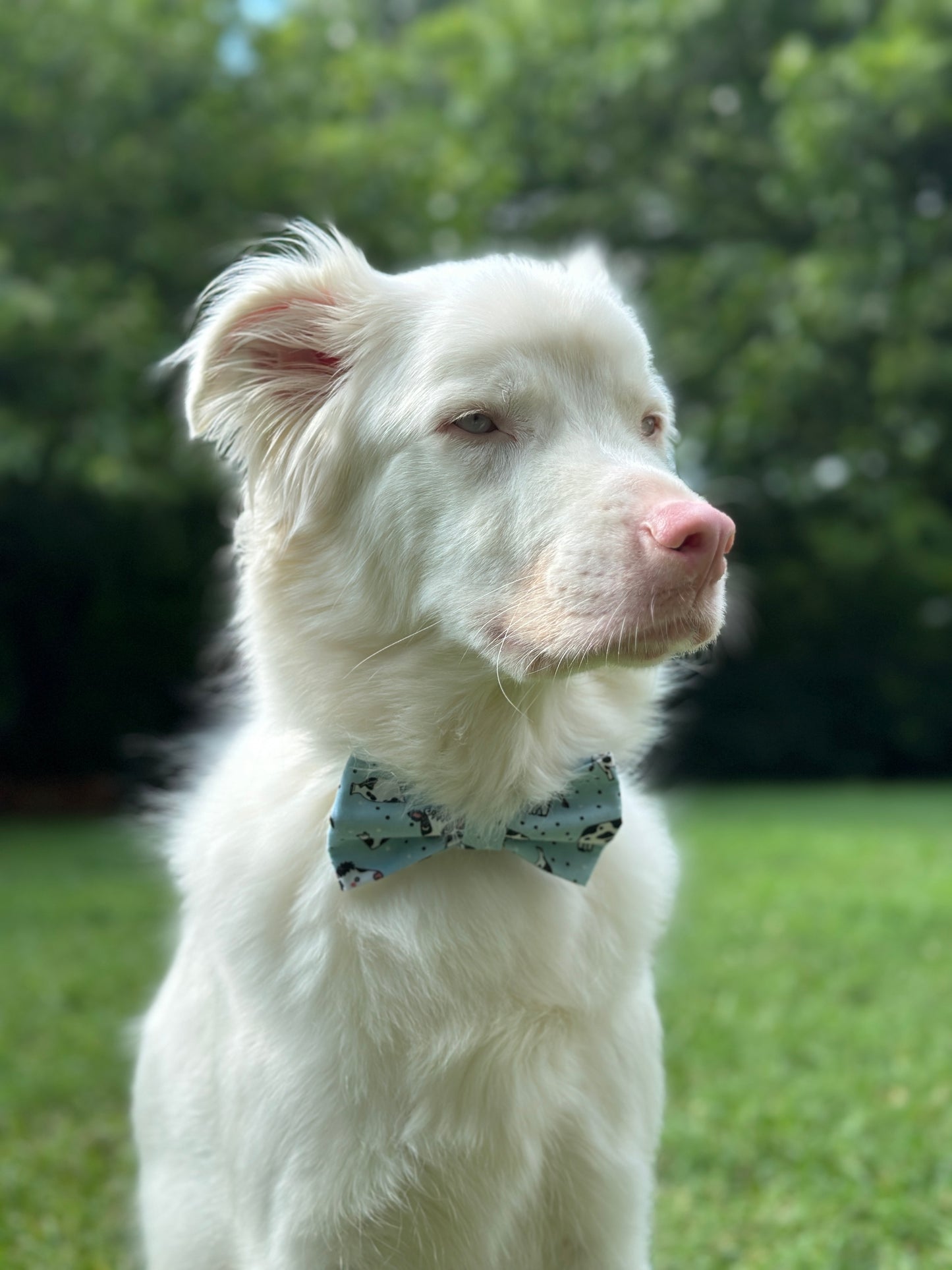 Legen-dairy Cows Slip-on Bow Tie