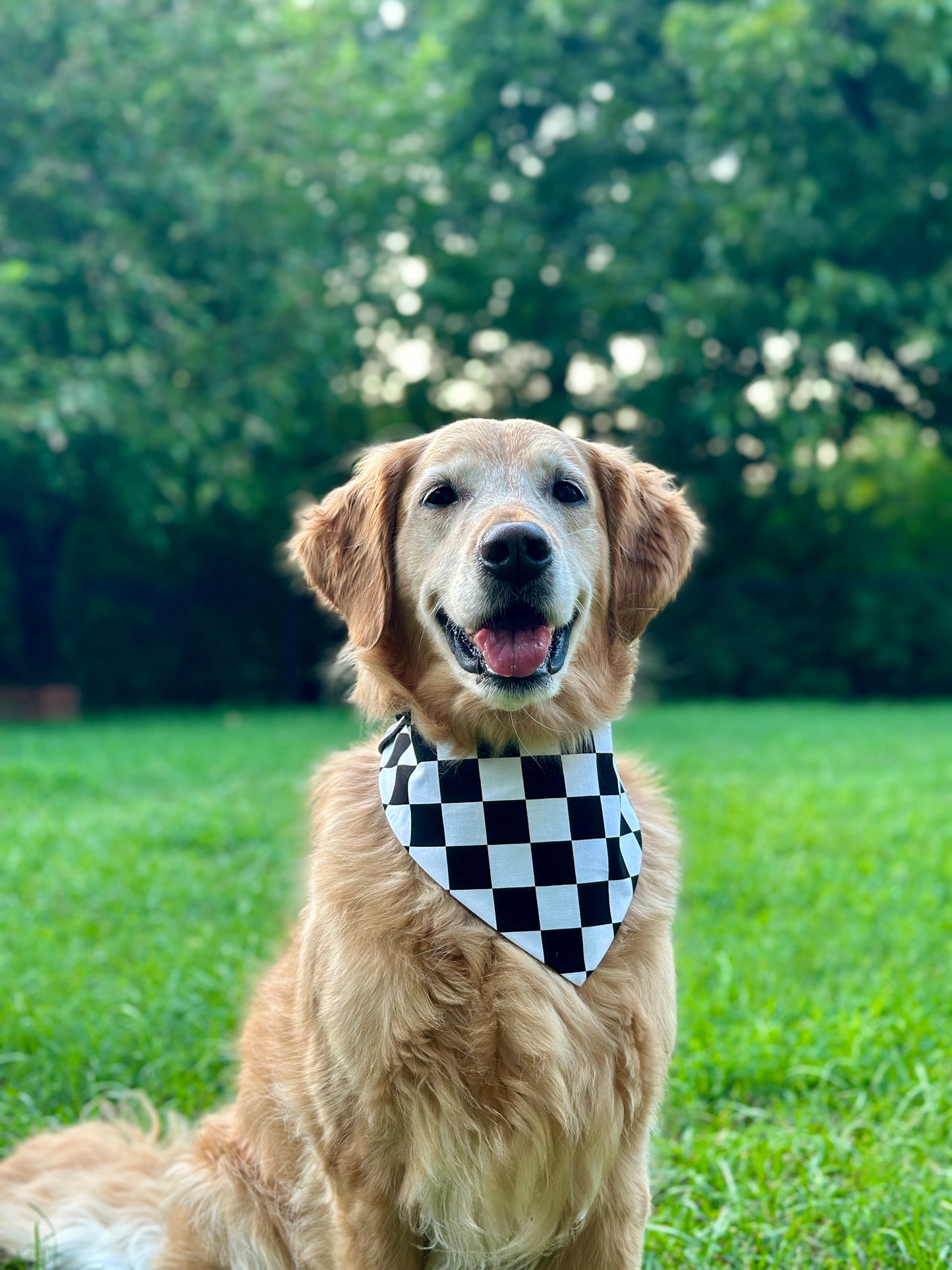 Checkered Drift- Reversible