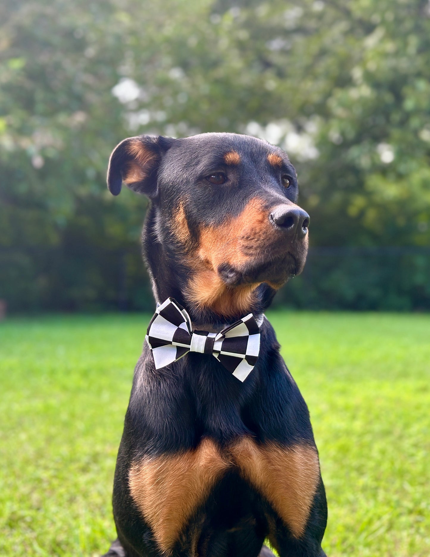Checkered Slip-on Bow Tie