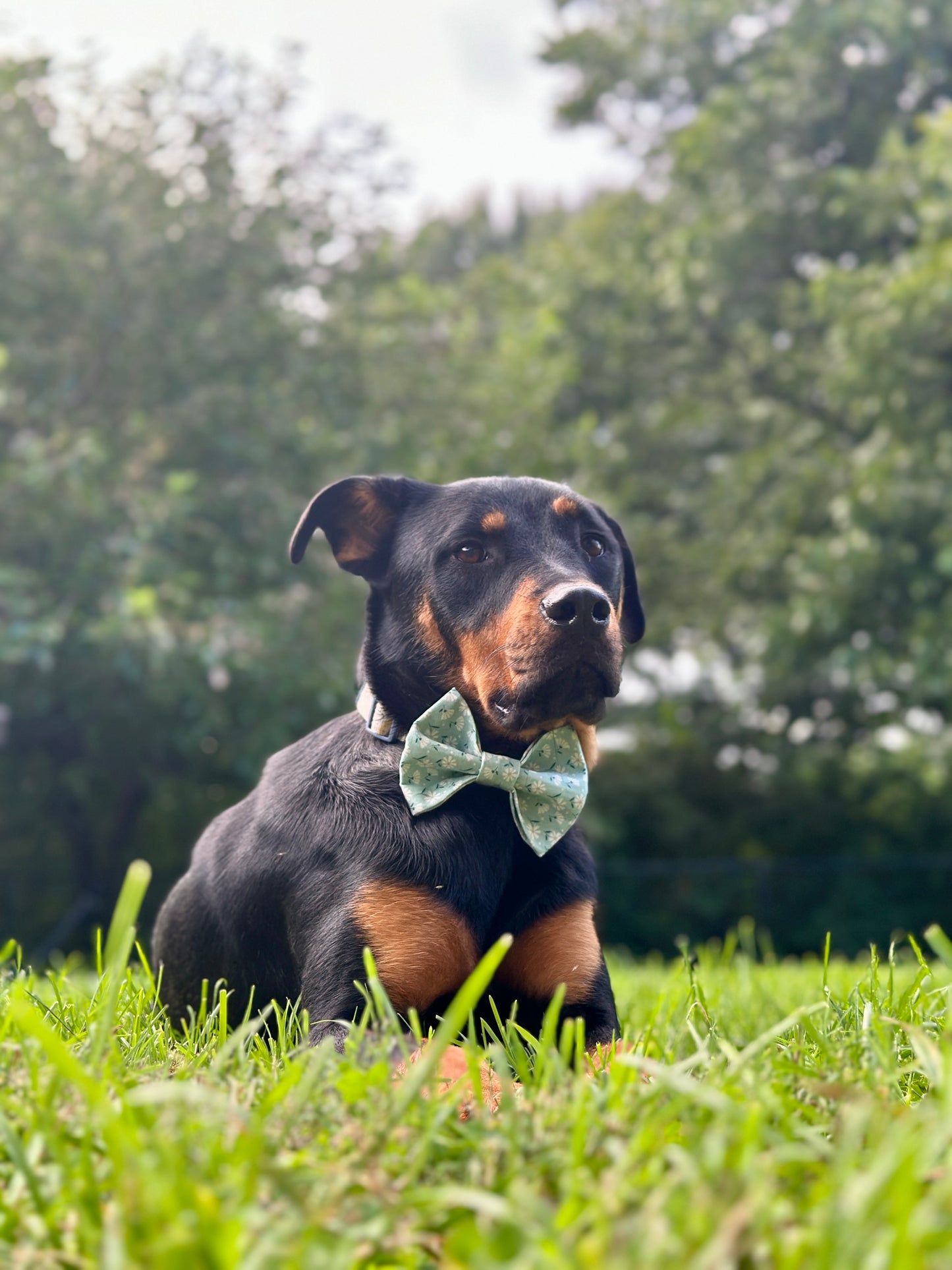Coastal Drift Slip-on Bow Tie