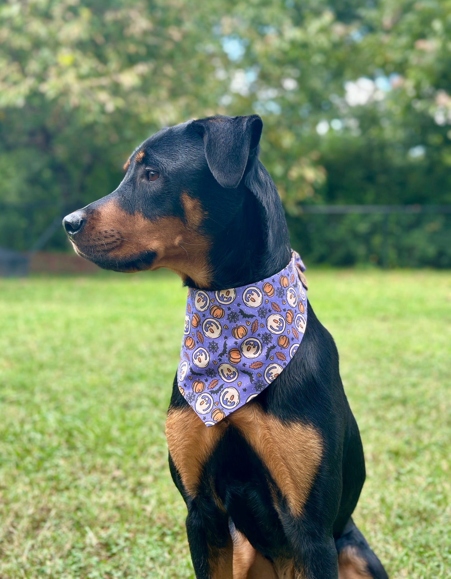 Rottweiler wearing a purple bandana with a Halloween pattern in an outdoor setting