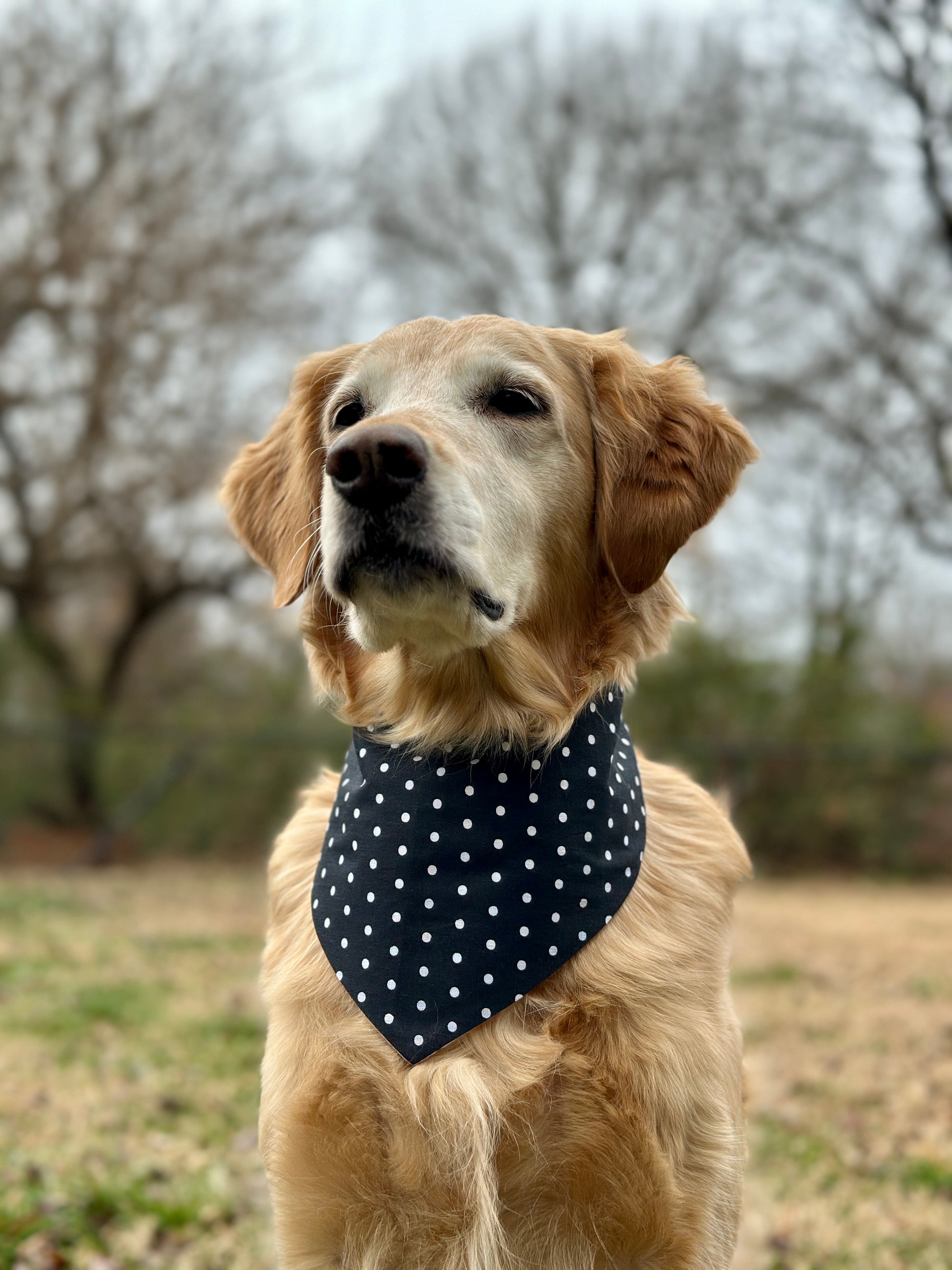 Golden retriever wearing a black and white polka dot bandana in an outdoor setting with trees in the background