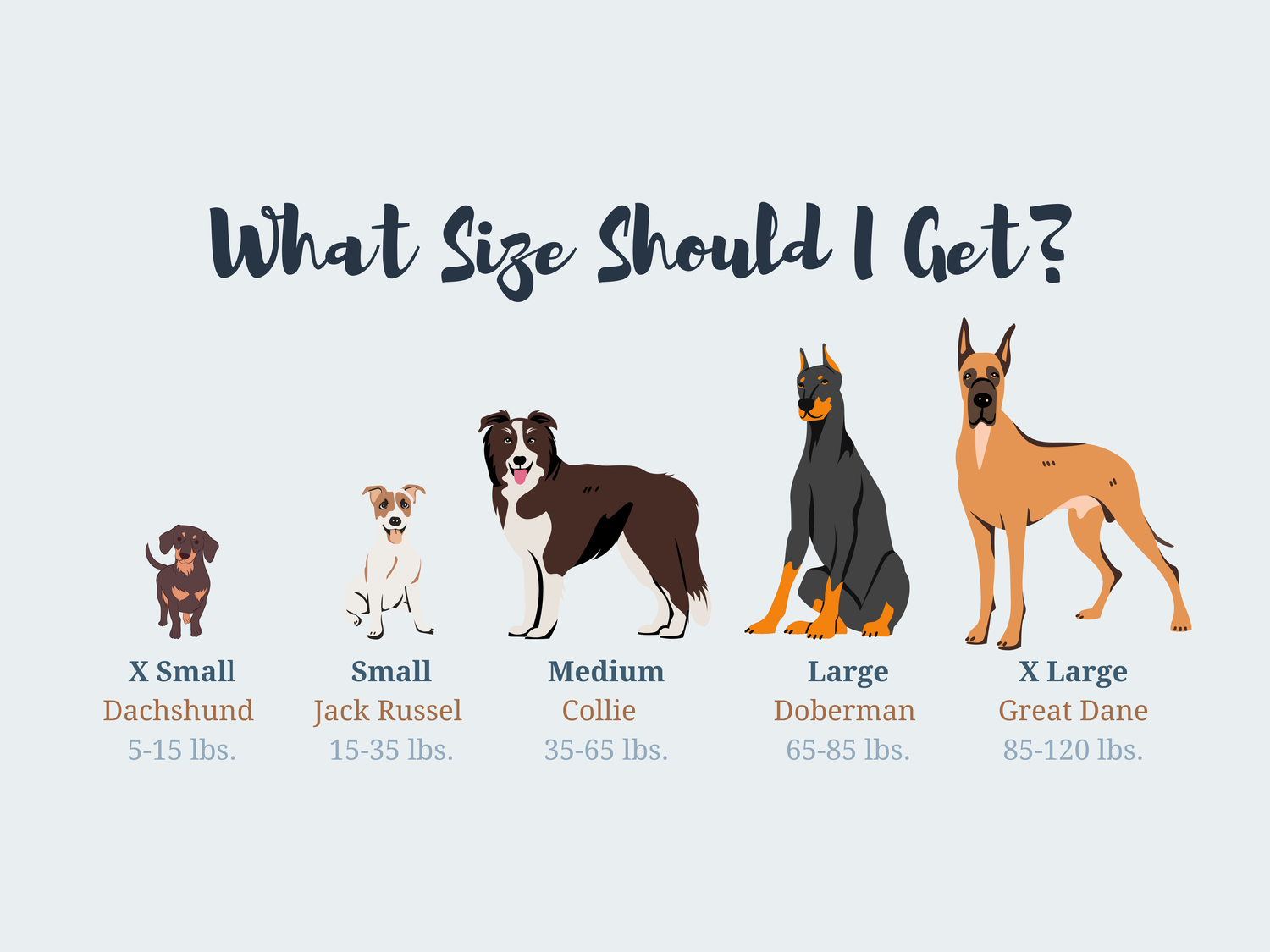 Chart showing different dog sizes with illustrations and weight ranges.