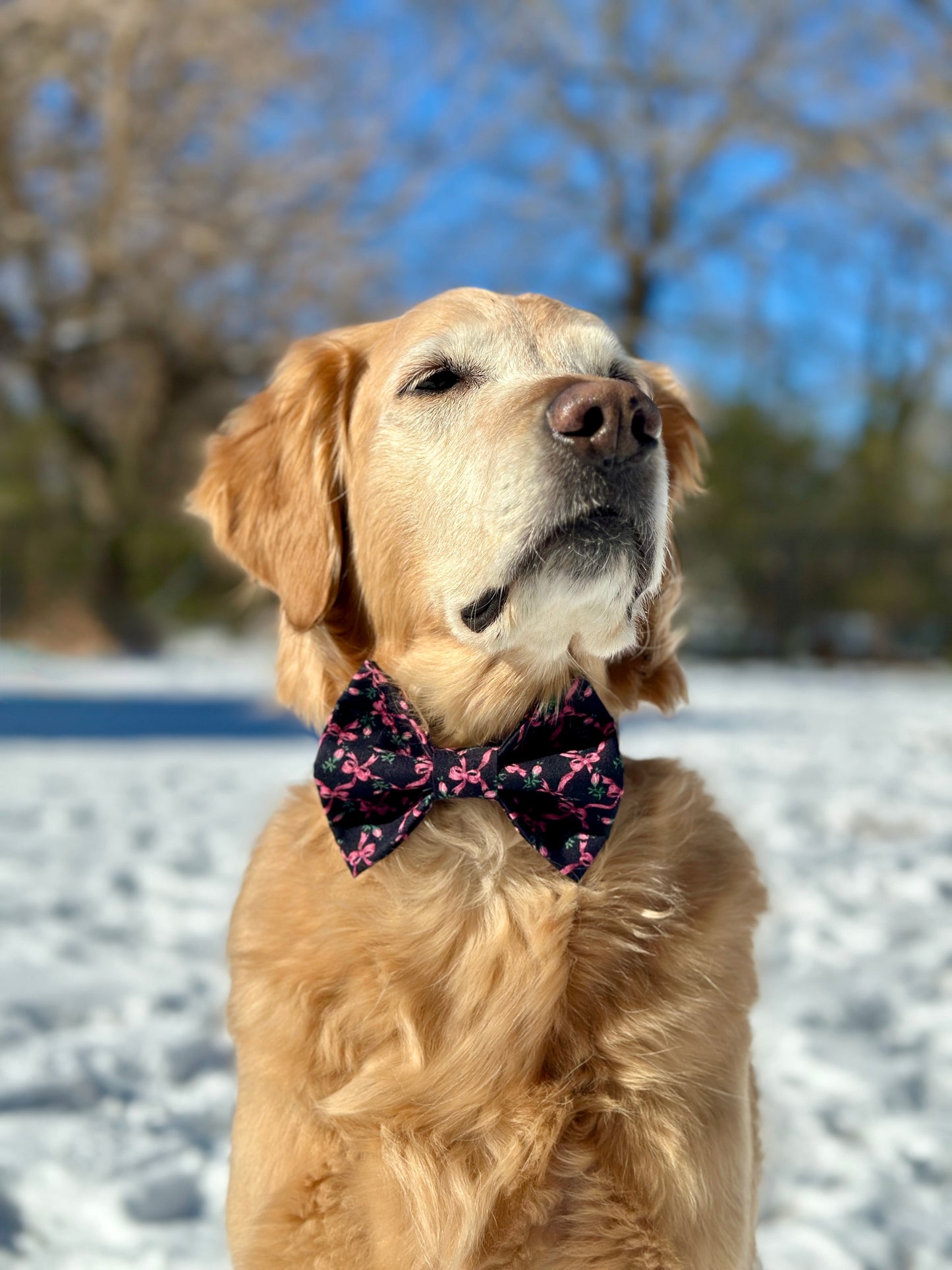 Golden retriever wearing a black with pink bow and rose bow tie while sitting in the snow.